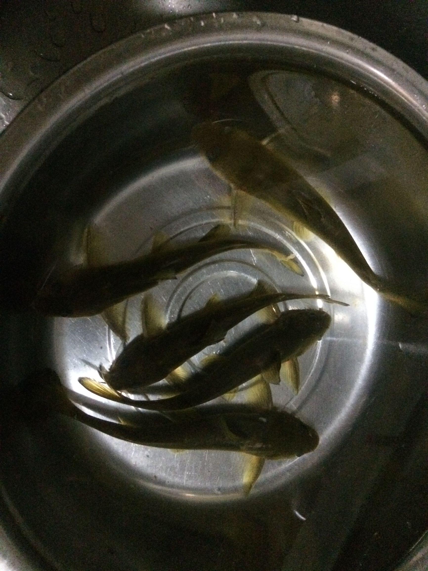 黃甲魚是什麼魚,黃甲魚 百度百科(夜釣鰲江黃顙篇)