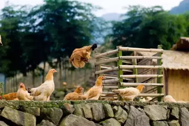 安庆内军械所是谁创办的，安庆内军械所是谁创立的（安庆人杰辈出，你知道哪些）