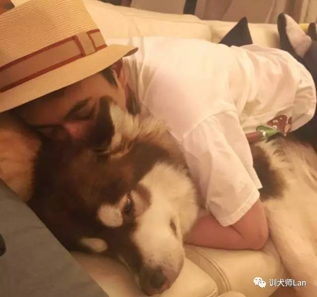 阿拉斯加有白色的吗，阿拉斯加有白色的吗图片（韩寒的小马达——阿拉斯加犬）