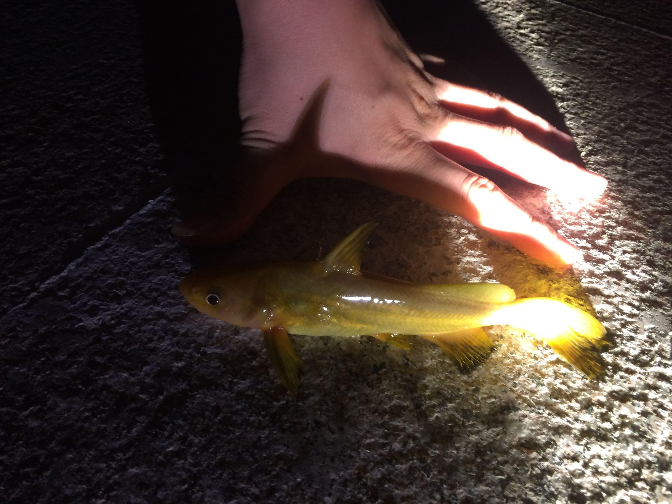 这里的黄颡漂亮个头不错黄澄澄灯光一照更是鲜亮美极了可惜天公不作