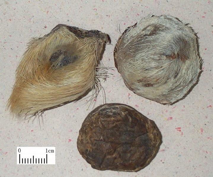 麝香是什么,麝香是什么功效(现在的市场价格为何这么高)