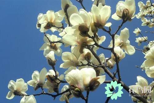 白兰花树的养殖方法和注意事项，白兰花树叶发黑是什么原因（白玉兰的养殖方法和注意事项）