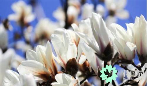 白兰花树的养殖方法和注意事项，白兰花树叶发黑是什么原因（白玉兰的养殖方法和注意事项）