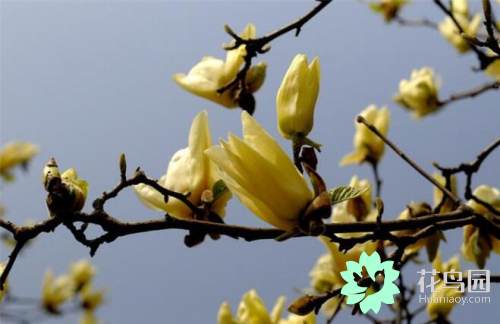 白兰花树的养殖方法和注意事项，白兰花树叶发黑是什么原因（白玉兰的养殖方法和注意事项）