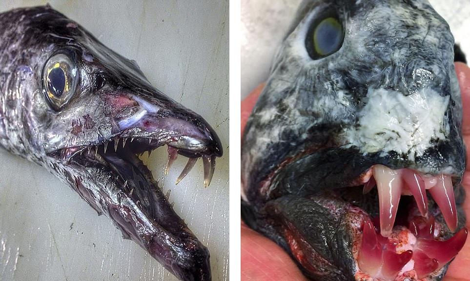 罗曼鱼是什么品种，罗曼鱼是什么鱼种（俄科学家晒深海怪鱼照片）