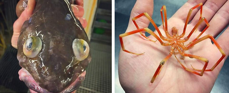 罗曼鱼是什么品种，罗曼鱼是什么鱼种（俄科学家晒深海怪鱼照片）