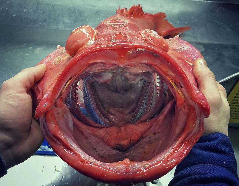 罗曼鱼是什么品种，罗曼鱼是什么鱼种（俄科学家晒深海怪鱼照片）