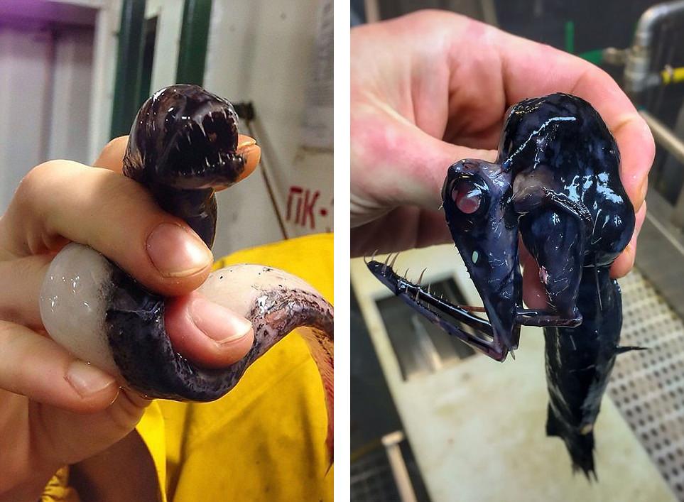 罗曼鱼是什么品种，罗曼鱼是什么鱼种（俄科学家晒深海怪鱼照片）