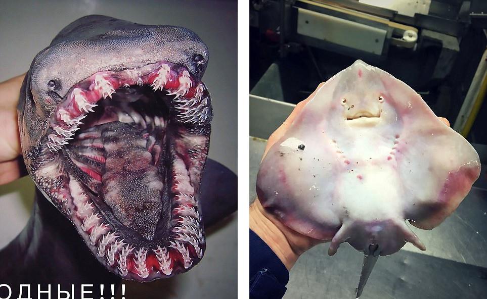 罗曼鱼是什么品种，罗曼鱼是什么鱼种（俄科学家晒深海怪鱼照片）