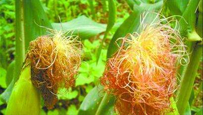 玉米须煮水孕妇可以喝吗,孕妇喝玉米须水的好处(二胎妈妈育儿经之关于