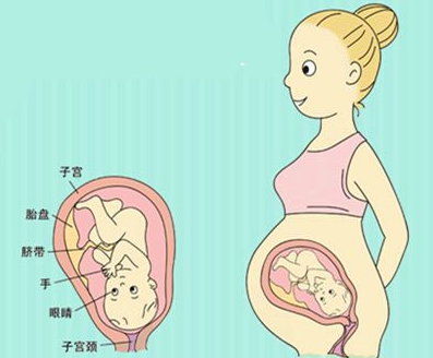 足月孕周是多少周，孕晚期多少周算是足月（足月胎儿的各项指标数值）