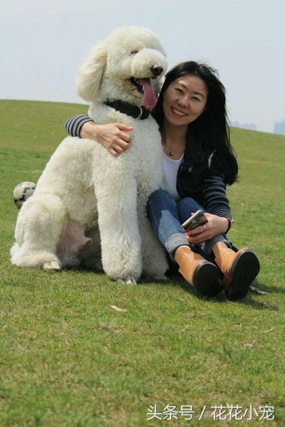 巨型泰迪犬图片(巨型泰迪百度百科)