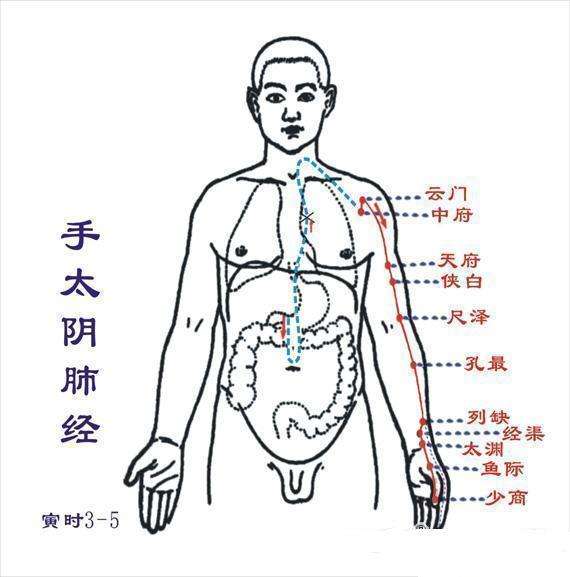 针灸学：手太阴肺经 常用穴位的定位和主治要点（附口诀）