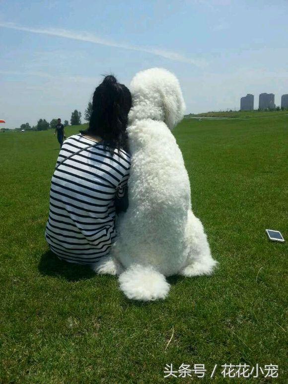 巨型泰迪犬图片(巨型泰迪百度百科)