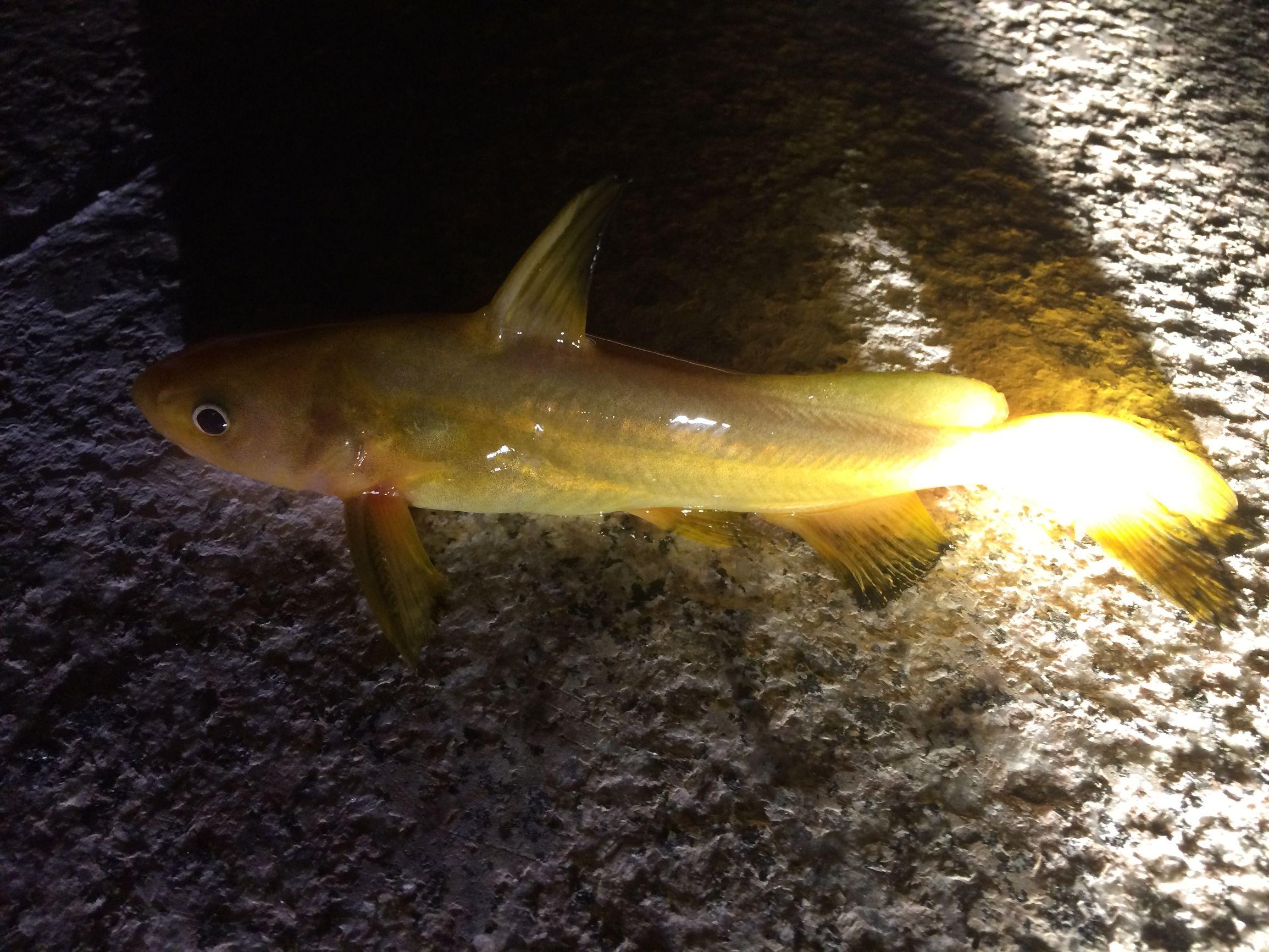 黄甲鱼是什么鱼,黄甲鱼 百度百科(夜钓鳌江黄颡篇)