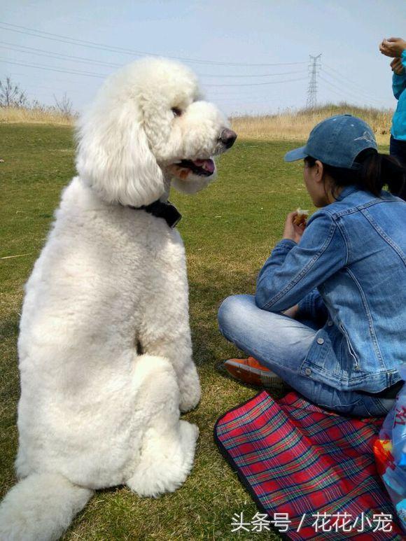 巨型泰迪犬图片(巨型泰迪百度百科)