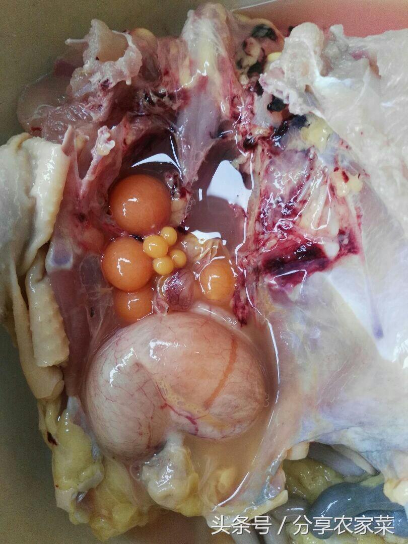 甲鱼炖鸡汤的做法步骤，甲鱼煲鸡汤的做法（母鸡猪肚鳖）