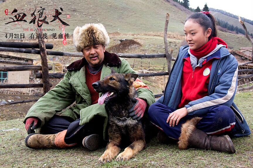 血狼犬（血狼犬豆瓣，《血狼犬》：人狗情深感动天地（血狼犬百度百科）