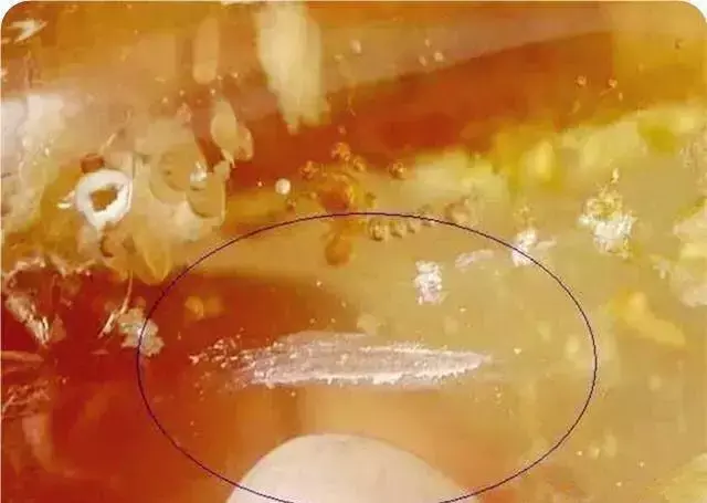 柯巴树脂与蜜蜡的区别，柯巴树脂与蜜蜡的区别图片（怎样才能戳穿它的真面目）