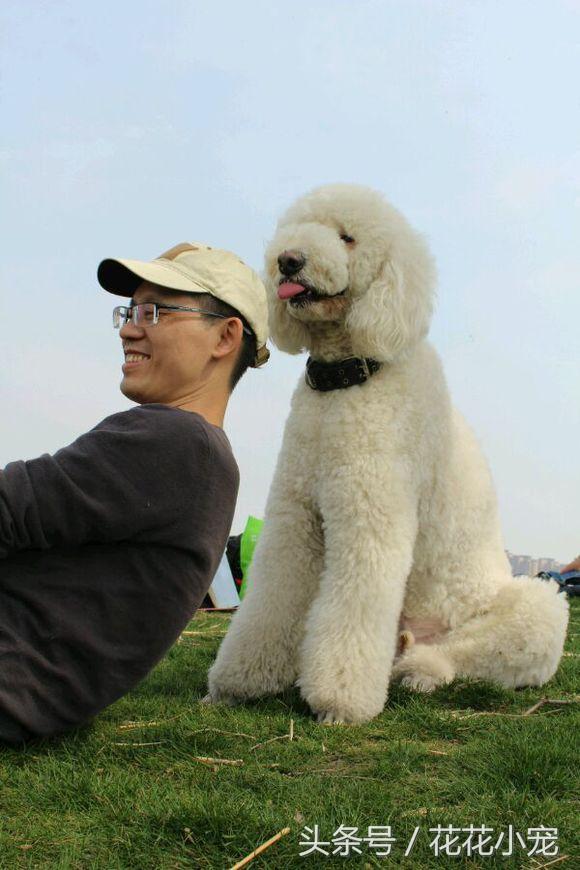 巨型泰迪犬图片(巨型泰迪百度百科)