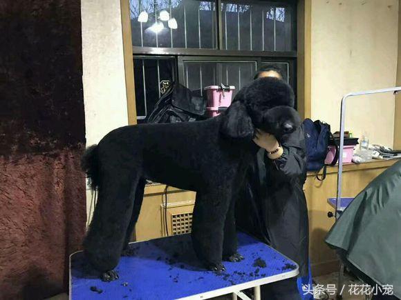 巨型泰迪犬图片(巨型泰迪百度百科)