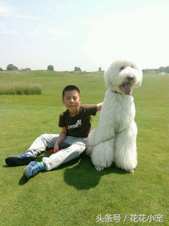 巨型泰迪犬图片(巨型泰迪百度百科)