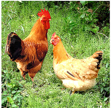 77年属什么生肖，77年属什么的生肖（属蛇人与什么属相最配呢）