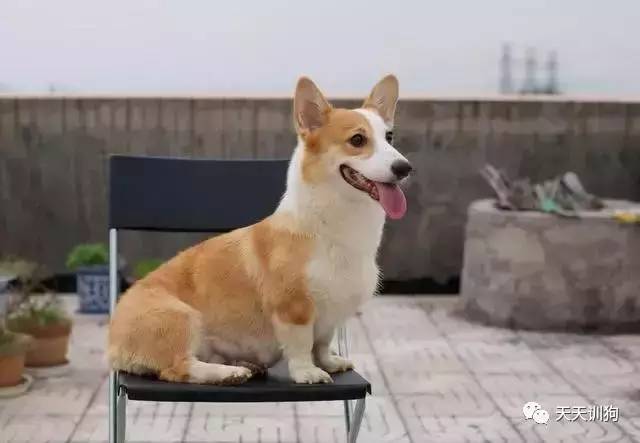 狗狗为什么要断尾(两个月的狗狗可以断尾吗)