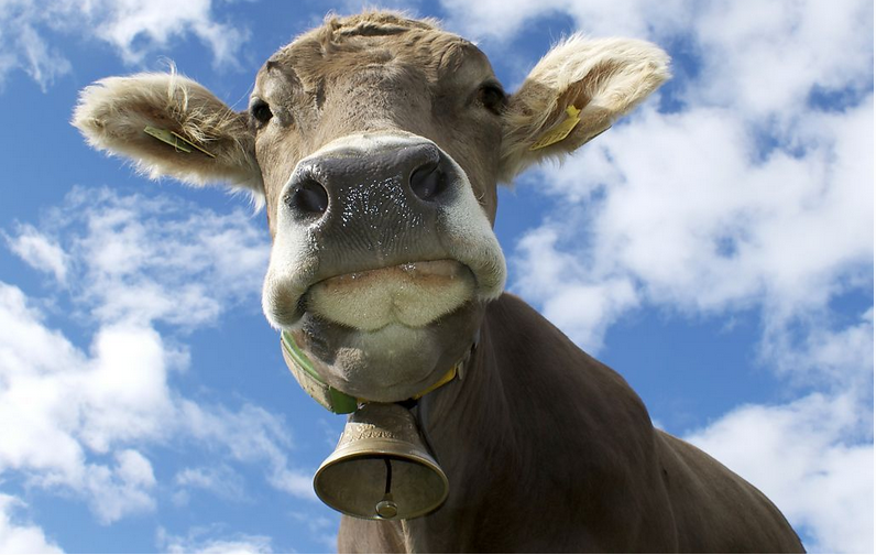 77年属什么生肖，77年属什么的生肖（属蛇人与什么属相最配呢）
