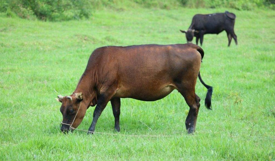 属牛的和属虎的相配吗 2022年8月属牛的感情运势如何    ,属牛的和属
