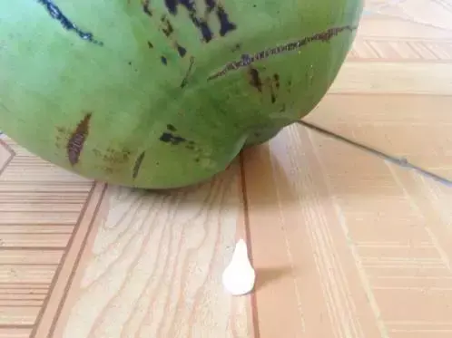 椰子壳怎么打开，如何打开椰子壳（如何用小小口香糖）
