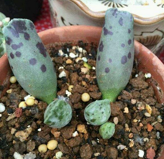 多肉海豹水泡应该怎么养活(快速入手海豹纹水泡多肉植物)