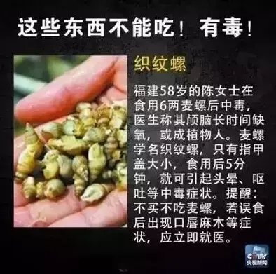 螺类大全名称图片，可食用海螺图片大全（这种螺吃上一小颗就有可能要命）