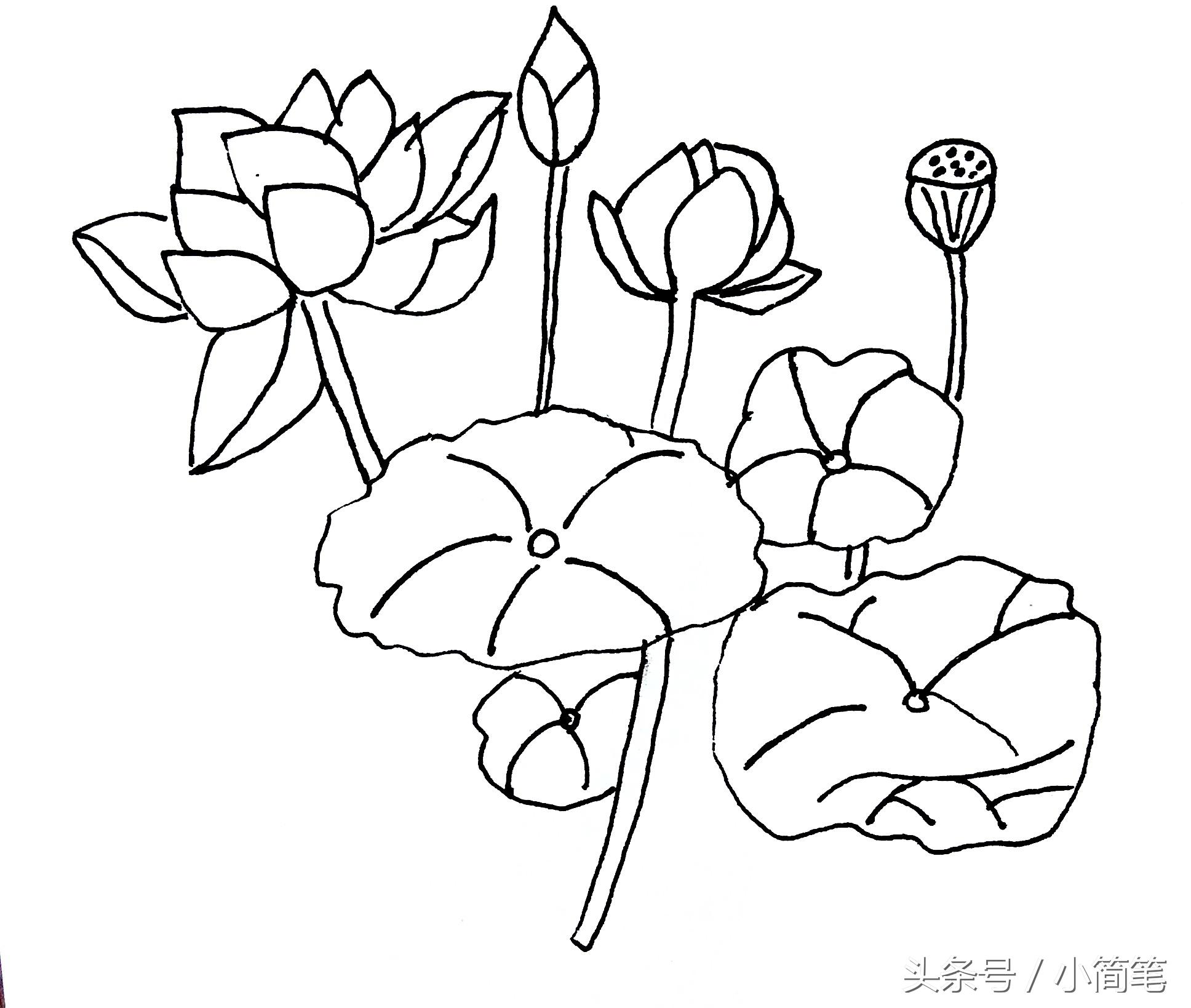 荷花简笔画图片，荷花简笔画图片带颜色（画几朵荷花只需3分钟）