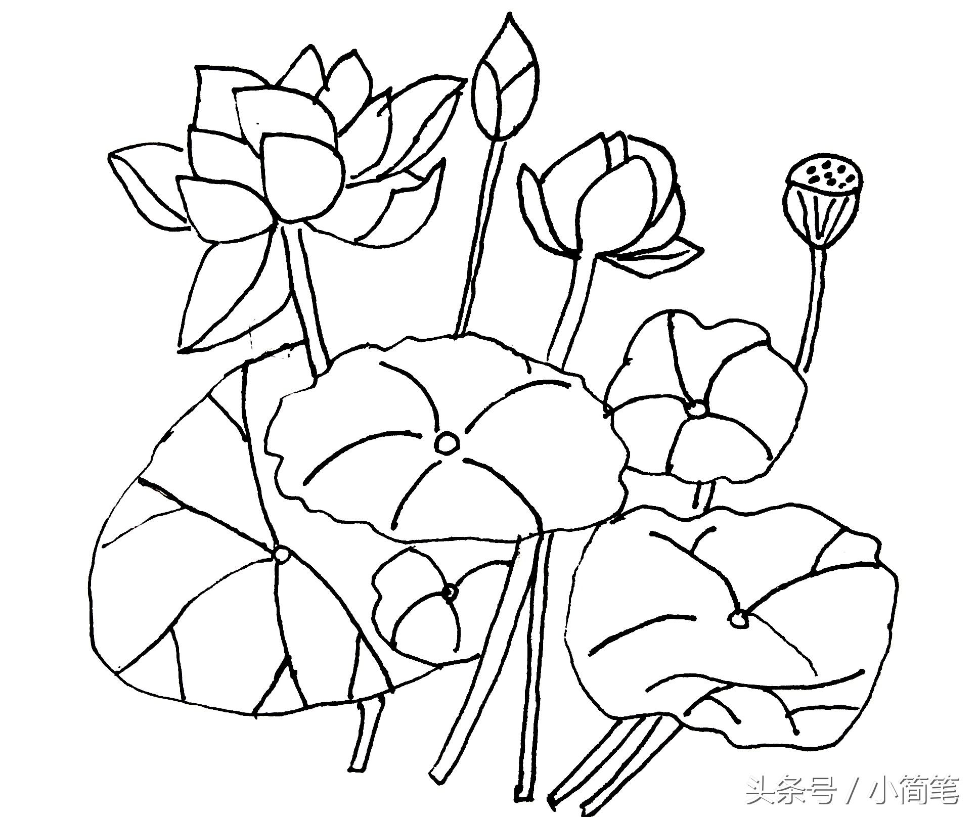 荷花简笔画图片，荷花简笔画图片带颜色（画几朵荷花只需3分钟）