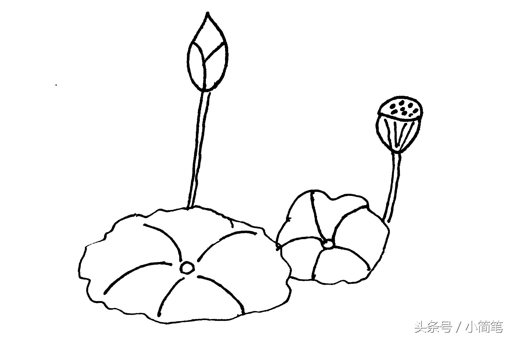 荷花简笔画图片，荷花简笔画图片带颜色（画几朵荷花只需3分钟）