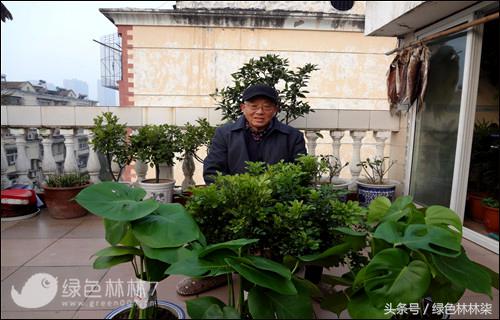 中华文木盆景值钱吗，中华蚊母盆景图片（近60平方米的凉台拿来做什么）