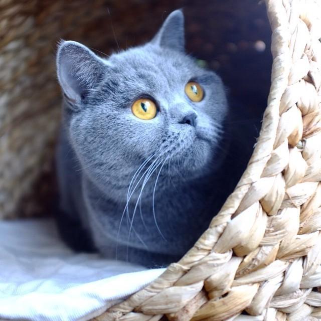 英短蓝猫怎么养,饲养英短蓝猫的方法(如何养好一只英短蓝猫)