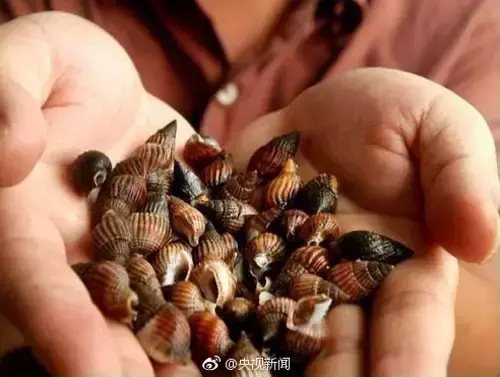 螺类大全名称图片，可食用海螺图片大全（这种螺吃上一小颗就有可能要命）