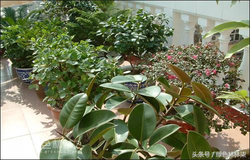 中华文木盆景值钱吗，中华蚊母盆景图片（近60平方米的凉台拿来做什么）