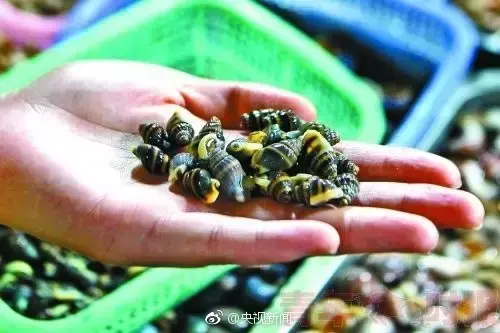 螺类大全名称图片，可食用海螺图片大全（这种螺吃上一小颗就有可能要命）