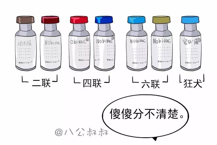 六联疫苗多少元一支 养狗必打的三针是哪三针