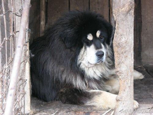 黄金眼藏獒、黄金眼藏獒长什么样子的，藏獒眼睛红色是什么品种（藏獒品种大全！）