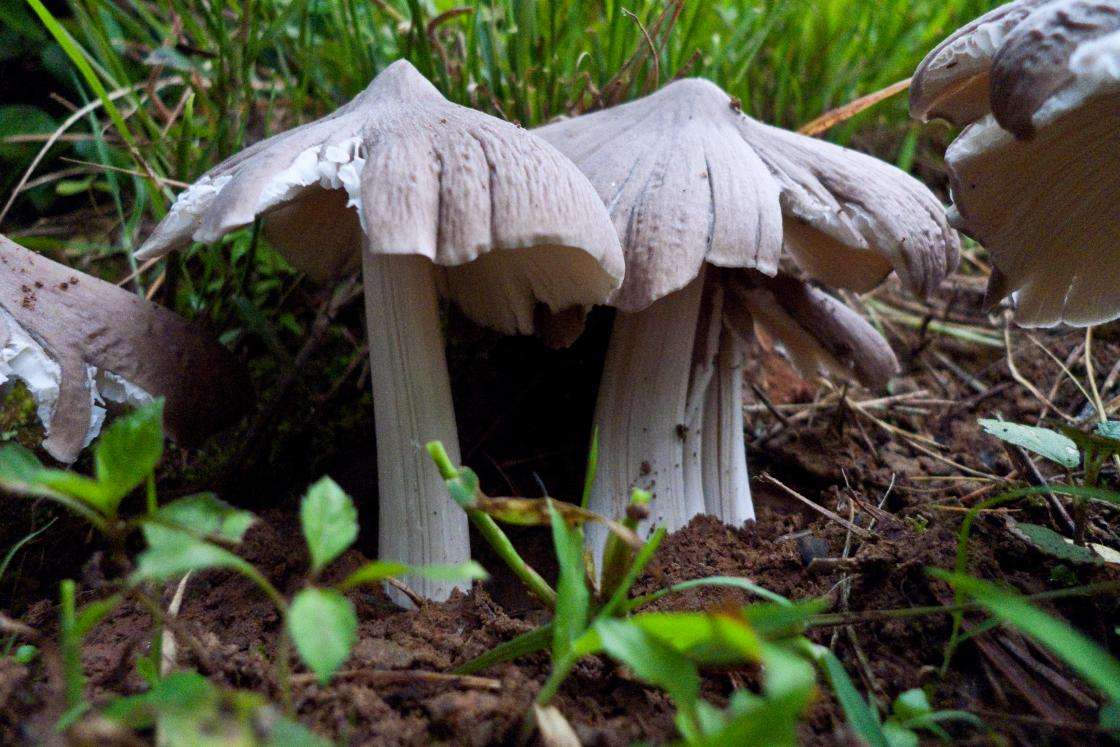 鸡枞菌又是《舌尖上的中国》介绍过的美味,肉厚肥硕,味道鲜甜香脆