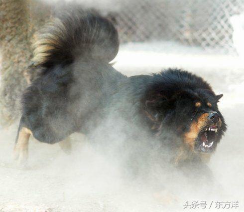 黄金眼藏獒、黄金眼藏獒长什么样子的，藏獒眼睛红色是什么品种（藏獒品种大全！）