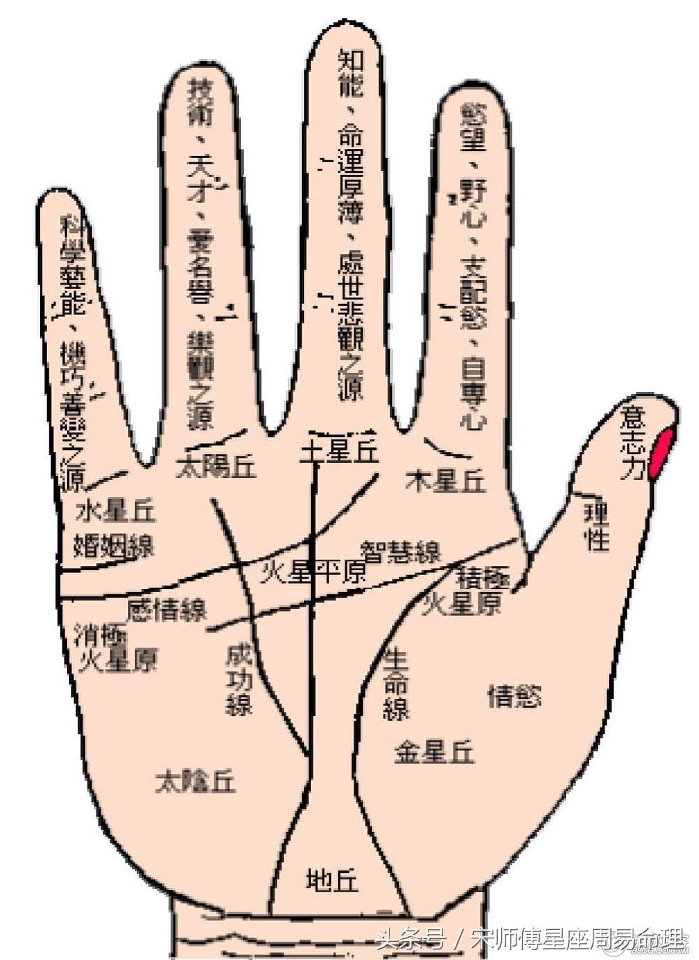 a,手相图解:手相掌丘饱满有福气吗?