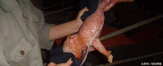 麸皮是什么东西，含麸质食物有哪些（竟不知麸皮还有如此妙用）