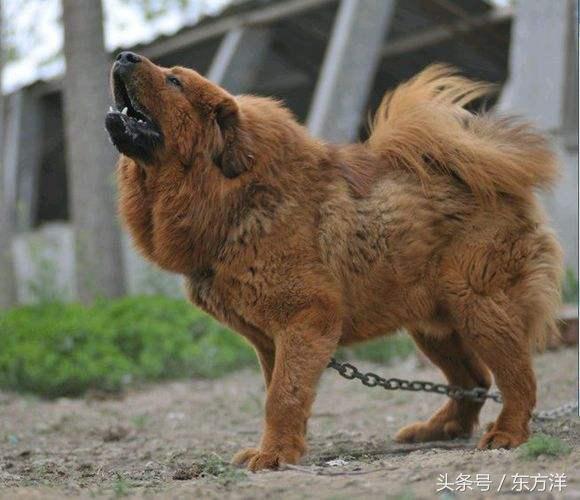 黄金眼藏獒、黄金眼藏獒长什么样子的，藏獒眼睛红色是什么品种（藏獒品种大全！）