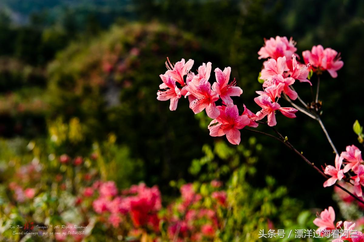 秭归有多少个乡镇，秭归县多少乡镇（湖北省名声在外的3个县）