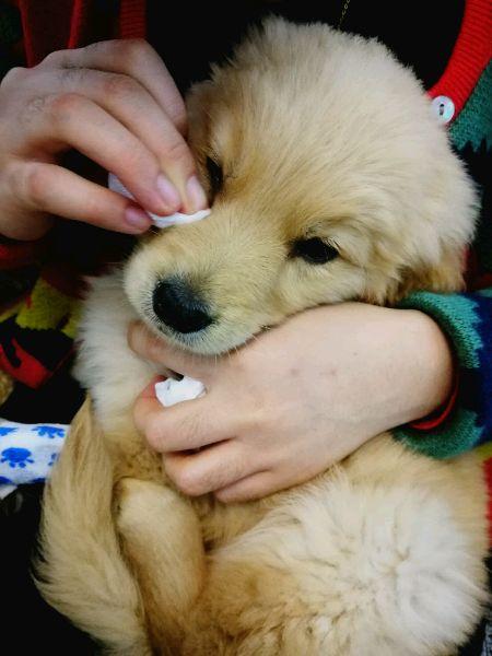 小金毛犬多少钱，金毛犬的价格多少钱一只（900元买下这只刚满两月的小金毛）